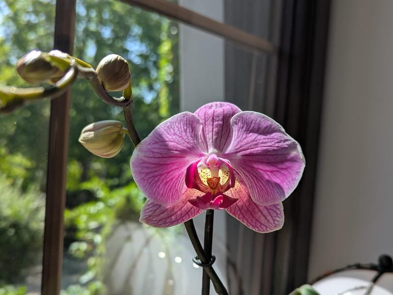 100 Life Lessons - People are like orchids